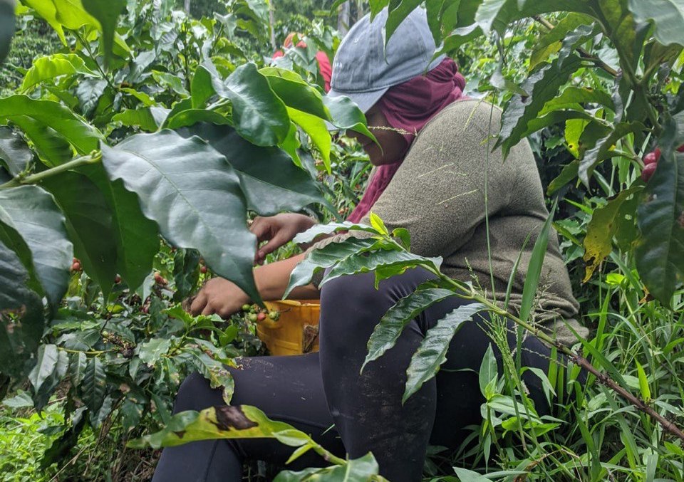 Stories from the Farm: Rhi’s Coffee adventures